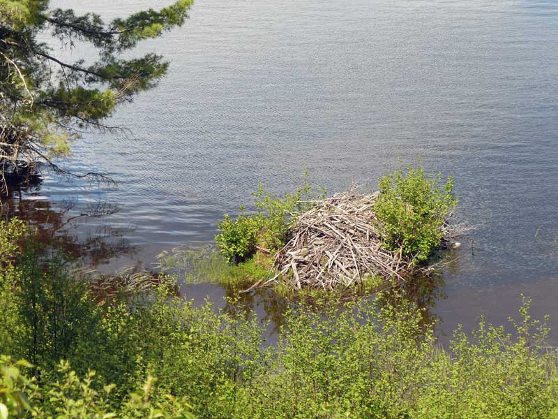 Parc-national-de-la-Mauricie-hutte-de-castor